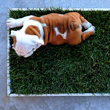 Load image into Gallery viewer, Poochy Potty Grass
